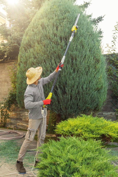 Tree Branch Trimming in Paxtang, PA